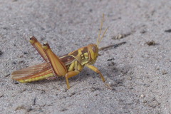 Kraussaria angulifera