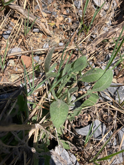 Phacelia leptosepala