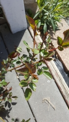 Rosa
