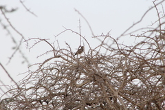 Melierax poliopterus