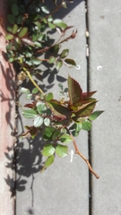 Rosa