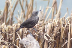 Myrmecocichla aethiops