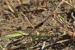 Spilostethus macilentus