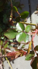 Rosa