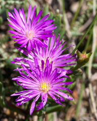 Lampranthus emarginatus