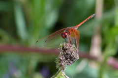Trithemis imitata