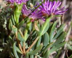 Lampranthus emarginatus
