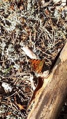 Polygonia c-album