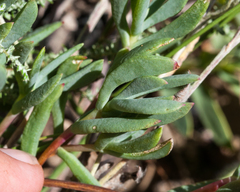 Lampranthus emarginatus