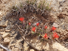 Castilleja scabrida scabrida