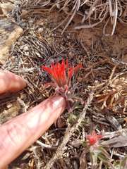 Castilleja scabrida scabrida