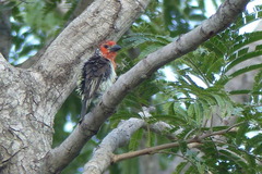 Lybius vieilloti