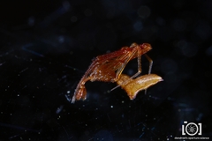 Neospintharus