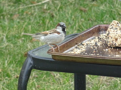 Passer domesticus