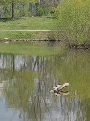 Graptemys geographica