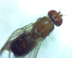 Scaptomyza adusta