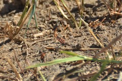 Spilostethus macilentus