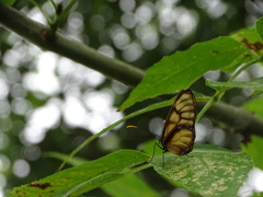 Dircenna dero euchytma