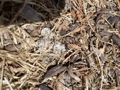 Formicidae