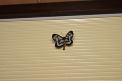 Cystidia truncangulata