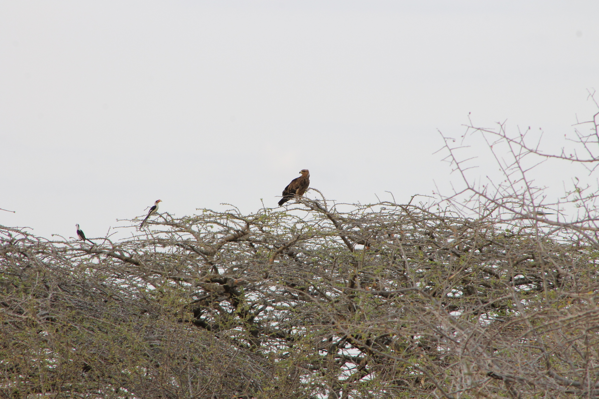 Tawny Eagle