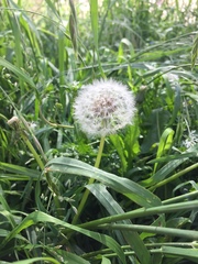 Taraxacum