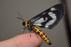 Cystidia truncangulata