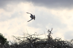 Melierax poliopterus