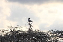 Melierax poliopterus