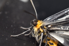 Cystidia truncangulata