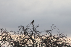 Melierax poliopterus