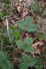 Fragaria moschata