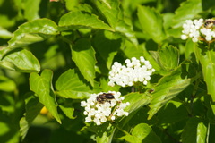 Andrena vicina