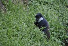 Allochrocebus lhoesti