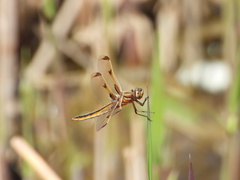 Libellula angelina