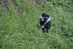 Allochrocebus lhoesti