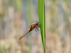 Libellula angelina