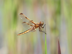 Libellula angelina