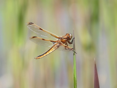Libellula angelina
