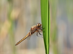 Libellula angelina