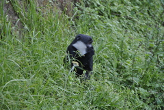 Allochrocebus lhoesti