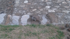 Otospermophilus variegatus