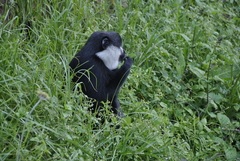 Allochrocebus lhoesti