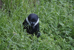 Allochrocebus lhoesti