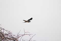 Melierax poliopterus