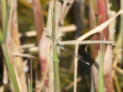 Ischnura asiatica