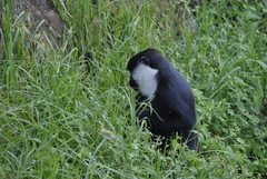 Allochrocebus lhoesti