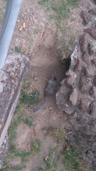 Otospermophilus variegatus