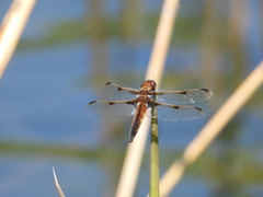 Libellula angelina