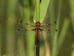 Libellula angelina